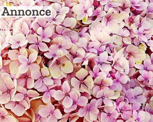De 10 mest populære blomstrende buske