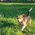Skal du have hund? Her er 3 gode tips