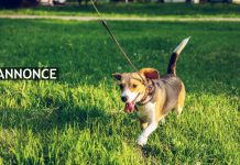 Skal du have hund? Her er 3 gode tips