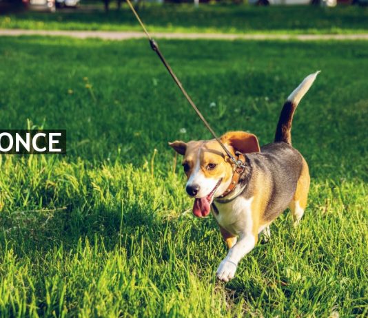 Skal du have hund? Her er 3 gode tips