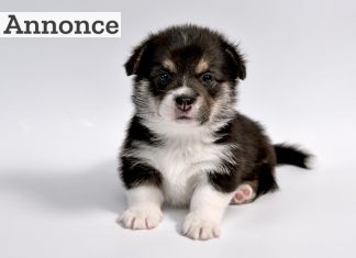 Anskaffelse af hundehvalp: 3 ting du som køber skal have styr på